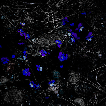 Flowers, Stones, Dark, Branches, Bloom, Flowering, Contrast HD phone wallpaper