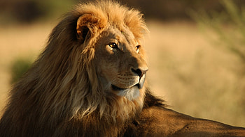 Animals, Lions HD wallpaper