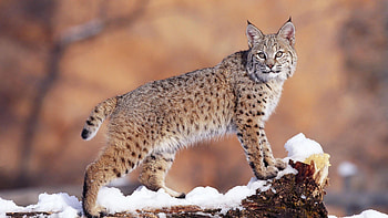 Bobcat beauty, Top predator, Stealthy hunter, Majestic wild cat HD wallpaper