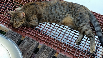 Tabby, Gray, stripes, naps HD wallpaper