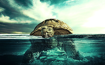 Animals, Water, To Swim, Swim, Underwater, Turtle, Submarine HD wallpaper