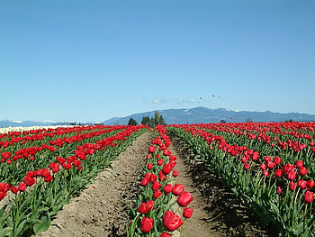 Trail of tulips, tulip, work, spring, field HD wallpaper