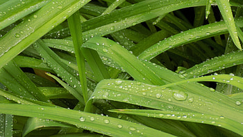 Plants, leaves, water drops, close up HD wallpaper