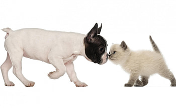 Hello, friend!, dog, kitten, animal, white, black, cute, cat, british shorthair, couple, kiss, french bulldog HD wallpaper
