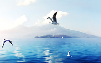 Seagulls In Switzerland, switzerland, birds, seagulls HD wallpaper