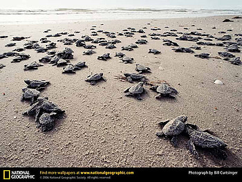 Kemps Ridley Sea Turtles, reptiles, turtles, animals HD wallpaper