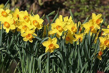 spring is here, garden, nature, flowers, daffodils HD wallpaper