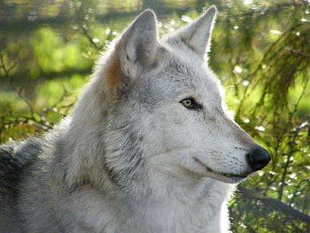 Wolf Portrait, wolves, wildlife, animals, white wolf, nature HD wallpaper