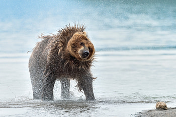 Wildlife mammals, Wet animals, Bears nature, Walldevil HD wallpaper
