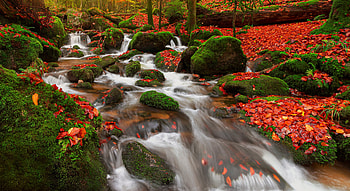 Autumn in Germany, forest, serenity, foliage, stones, creek, fall, beautiful, peaceful, park, leaves, autumn, trees, stream HD wallpaper