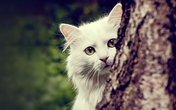Animals, Cats HD wallpaper