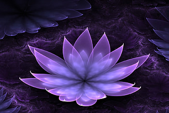 Purple Lotus, Amazing, Lotus, Stunning, Flower, Purple HD wallpaper