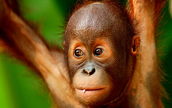 Baby monkeys , Samantha Sellers' collection, Innocence and joy, Heartwarming cuteness HD wallpaper