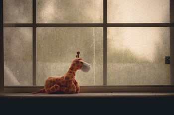 Window Ziraffe , graphy HD wallpaper