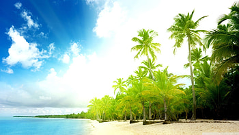 Beach, summer, tropical sea, palm trees HD wallpaper
