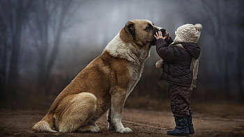 Dog, , air.com, Keywords HD wallpaper