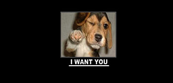I want you, cool, puppy, you, black HD wallpaper
