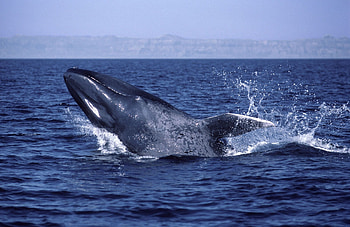 Blue Whale, Ski safari, Generator site, Blue whale animal HD wallpaper