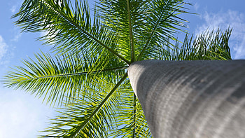 Worm's Eye View Of Palm Tree Branches Under White Clouds Blue Sky Nature HD wallpaper