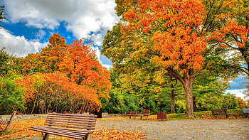Park, Maple Tree HD wallpaper
