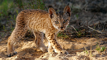 Baby, Bobcat (Red Lynx) HD wallpaper