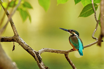 Tree bird, Leaves , backgrounds, and mobile HD wallpaper