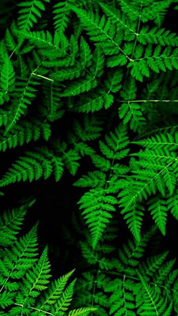 Green , Nature's charm, Refreshing hues, Serenity infused HD phone wallpaper