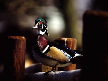 Wood Duck, stripe, head, duck, green HD wallpaper