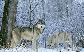 Animals, Wolfs, Trees, Snow, Forest HD wallpaper