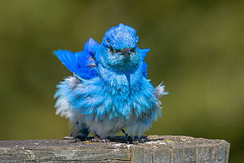 Blue sialia, sweet, blue, bird, cute, sialia HD wallpaper