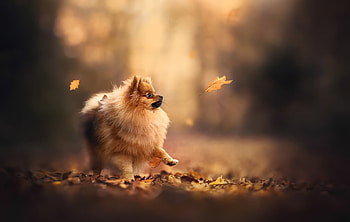 Pomeranian, Fluffy fur, Cute little dog, Adorable pet HD wallpaper