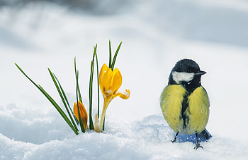 Winter Bird and Crocuses, Tit Bird Charm, Floral Beauty, Chilly Delight HD wallpaper
