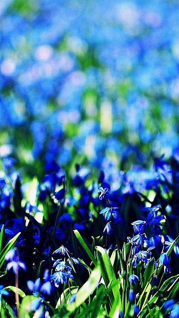 Blue Flowers, Blue, Flowers, Forest HD phone wallpaper