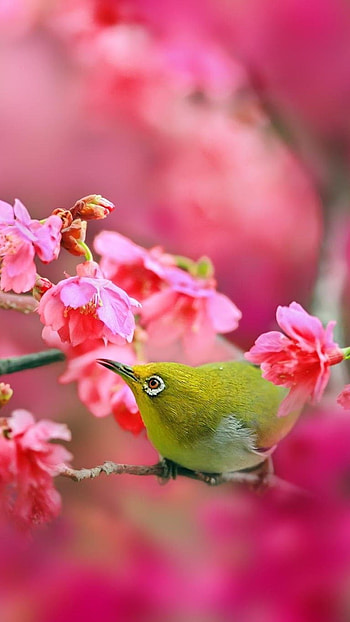 Birds, nature, japan HD phone wallpaper