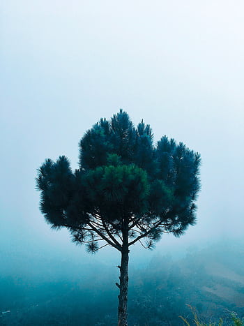 Captivating of a solitary tree shrouded in mist, captured in the serene landscape of Kabayan, Philippines. HD phone wallpaper