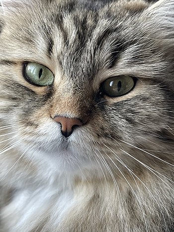 MeWow, Siberian, kitten, meow, Zoya, cat HD phone wallpaper