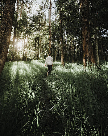 Nature, Trees, Grass, Forest, Path, Human, Person, Sunlight HD phone wallpaper
