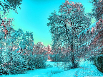 Frozen Landscape, winter, frozen, landscape, , nature HD wallpaper