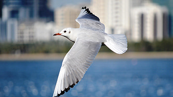 Seagull, Bird, Flying HD wallpaper