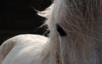 horse, horses, animals HD wallpaper