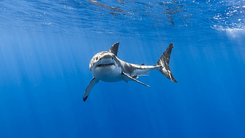 Great white shark, Fish underwater, , mug HD wallpaper