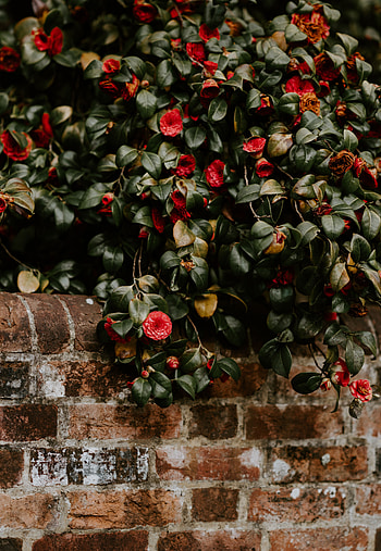 Flowers, Bush, Bloom, Flowering, Wall, Camellia HD phone wallpaper