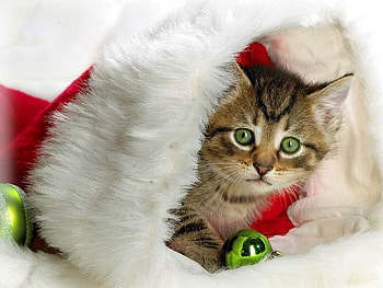 Santa Cat, , christmas, cute, cat, santa HD wallpaper