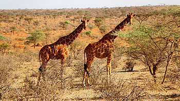 Giraffe , resolution, Majestic creatures, Nature's elegance HD wallpaper