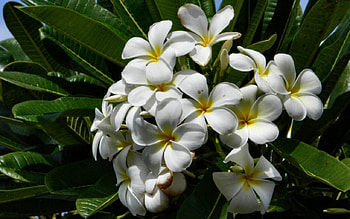 Blossoms of the Plumeria Tree FC, wide screen, graphy, blossoms, floral, flowers, , Plumeria, tree HD wallpaper