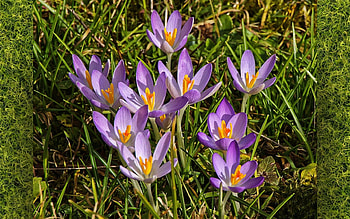 Crocuses, purple, flowers, spring HD wallpaper