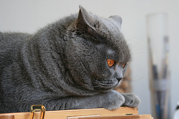 Animals, Cat, To Lie Down, Lie, Muzzle, Briton HD wallpaper