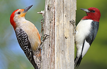 The red-bellied and the red-headed, Woodpecker HD wallpaper