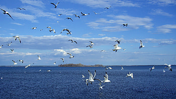 Animals, Birds, Seagulls HD wallpaper