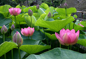 Indian lilies, pink, nature, flowers, lilies HD wallpaper